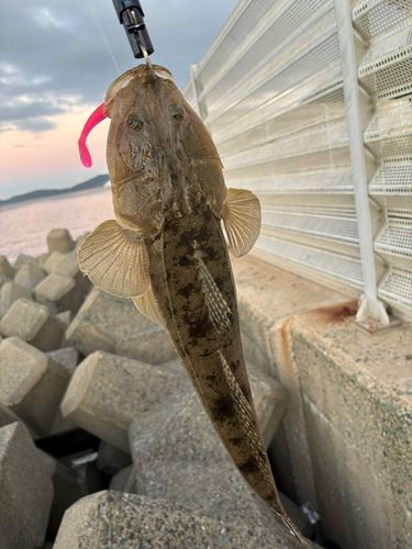 マゴチの釣果