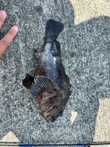 ムラソイの釣果