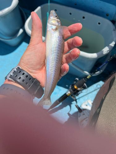 シロギスの釣果