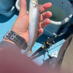 シロギス