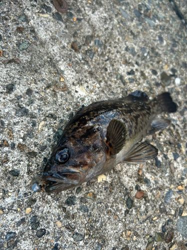 クロソイの釣果