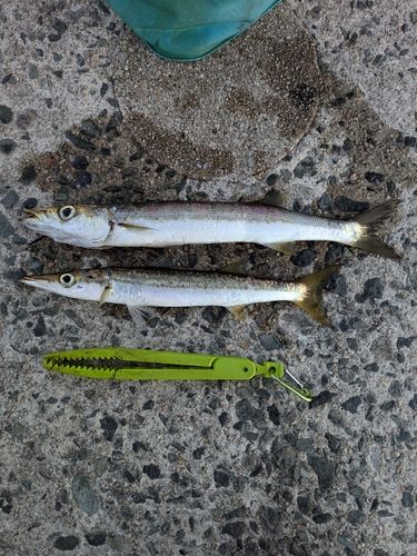 アカカマスの釣果