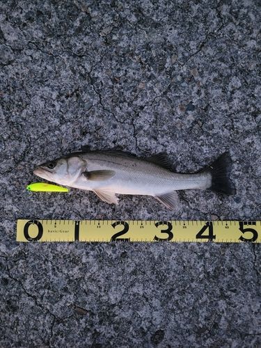 スズキの釣果