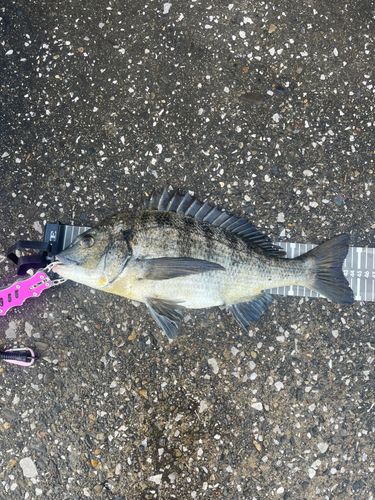 クロダイの釣果