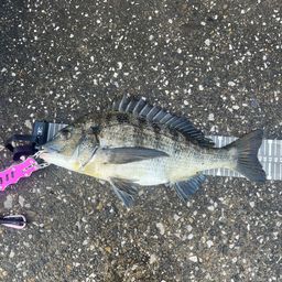クロダイ
