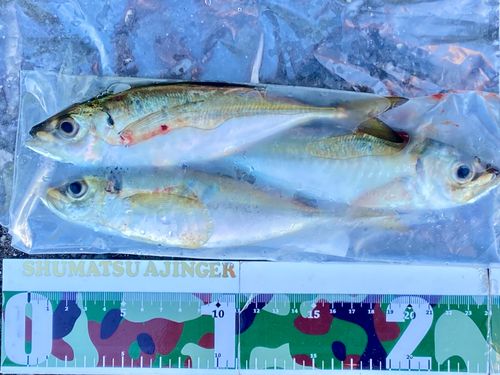 マアジの釣果