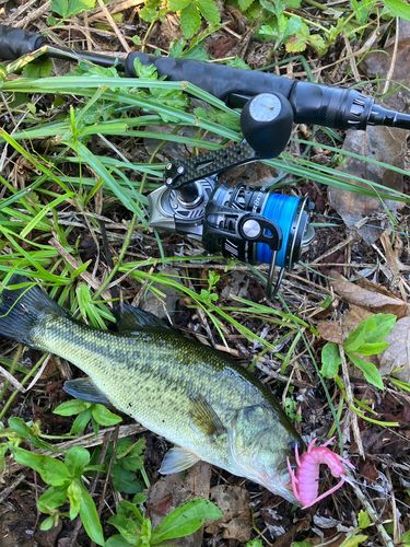 ブラックバスの釣果