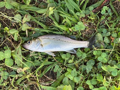 マルスズキの釣果