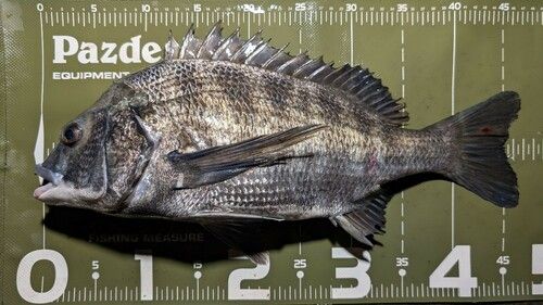 クロダイの釣果