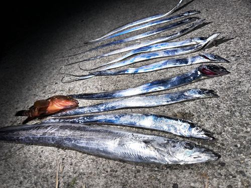 タチウオの釣果