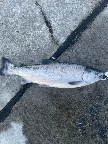 ギンザケの釣果