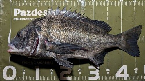 クロダイの釣果