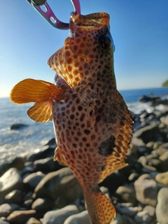 オオモンハタの釣果