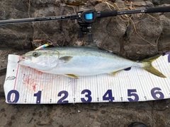 ワラサの釣果