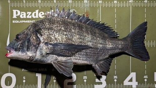 クロダイの釣果