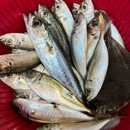 アジ