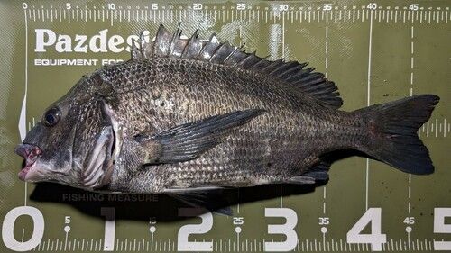 クロダイの釣果