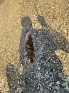 キジハタの釣果