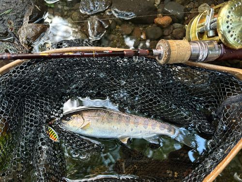 ヤマメの釣果