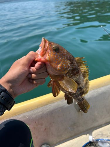 キジハタの釣果