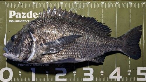 クロダイの釣果