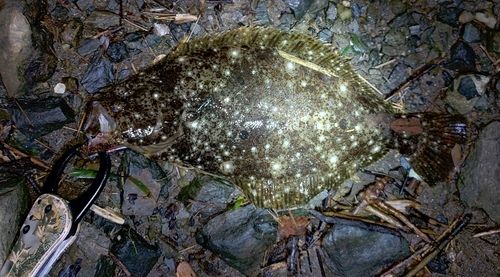 ヒラメの釣果