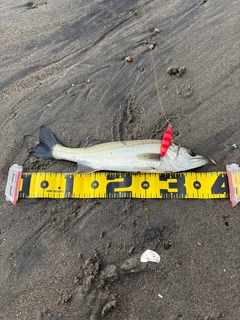 フッコ(ヒラスズキ)の釣果