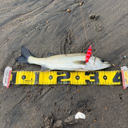 フッコ（ヒラスズキ）