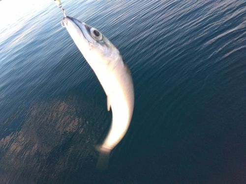 サバの釣果