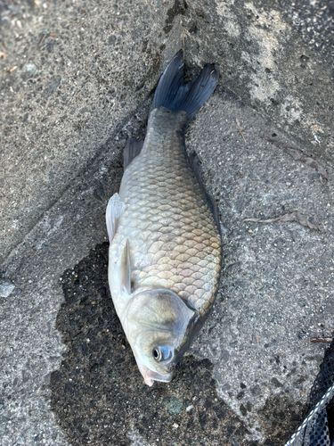 ヘラブナの釣果