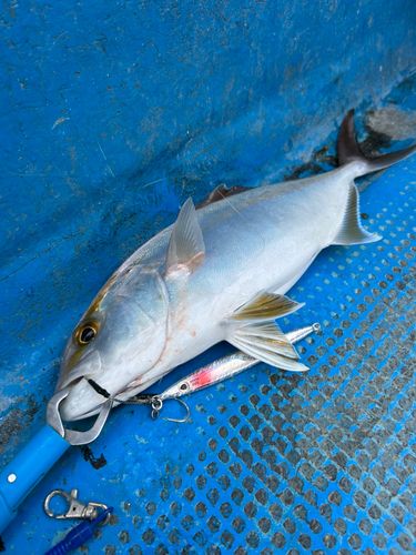 カンパチの釣果