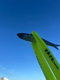 イワシの釣果