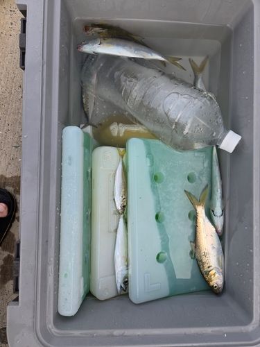 コノシロの釣果