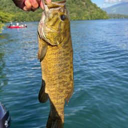 スモールマウスバス