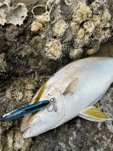 カンパチの釣果