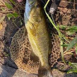 スモールマウスバス