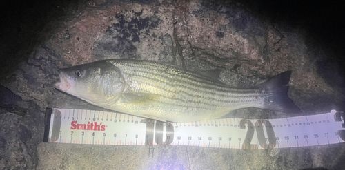 シマスズキの釣果