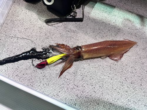 ケンサキイカの釣果