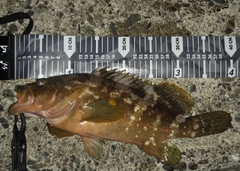 キジハタの釣果