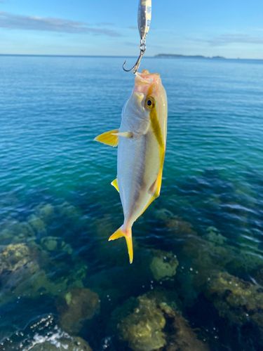 ネリゴの釣果