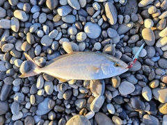シオの釣果