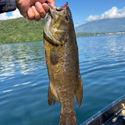 スモールマウスバス