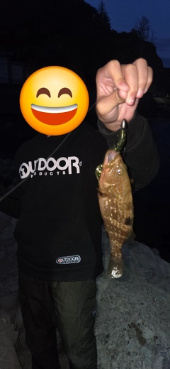 キジハタの釣果