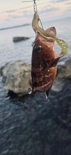 キジハタの釣果