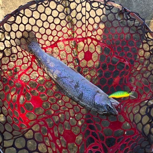 ニジマスの釣果