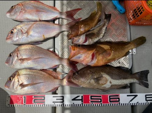 オオモンハタの釣果