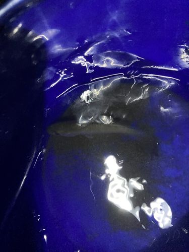 セイゴ（マルスズキ）