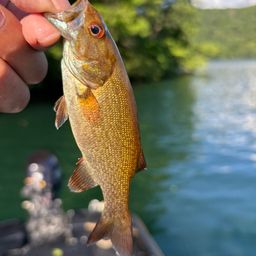 スモールマウスバス