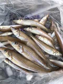 キスの釣果