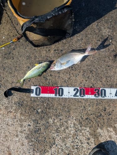 ショゴの釣果
